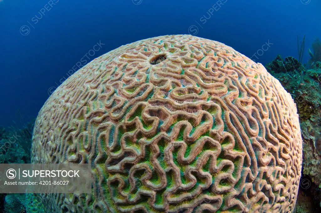 Boulder Brain Coral (Colpophyllia natans), Belize Barrier Reef, Belize