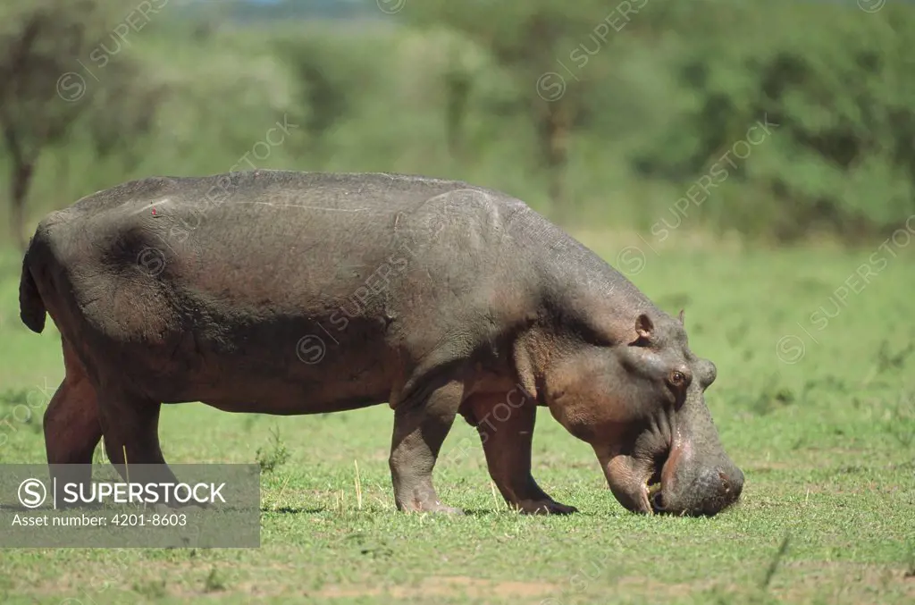 Hippopotamus (Hippopotamus amphibius) grazing on grass, Africa