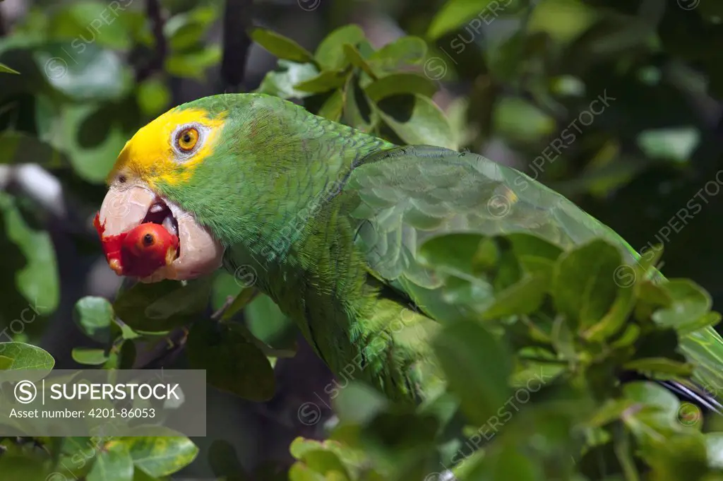 Yellow-headed Parrot (Amazona oratrix) feeding on fruit, Belize