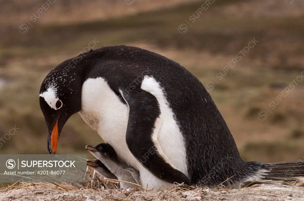 Gentoo Penguin (Pygoscelis papua) parent on nest with chicks, West Falklands, Falkland Islands