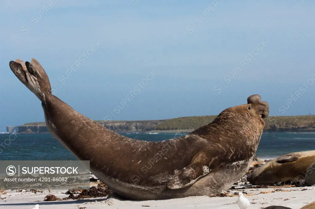 Southern Elephant Seal (Mirounga leonina) bull stretching, Sea Lion Island, Falkland Islands