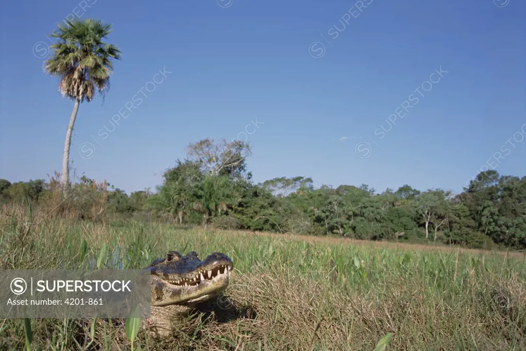 Jacare Caiman (Caiman yacare) basking in marshland habitat, Caiman Ecological Refuge, Pantanal, Brazil