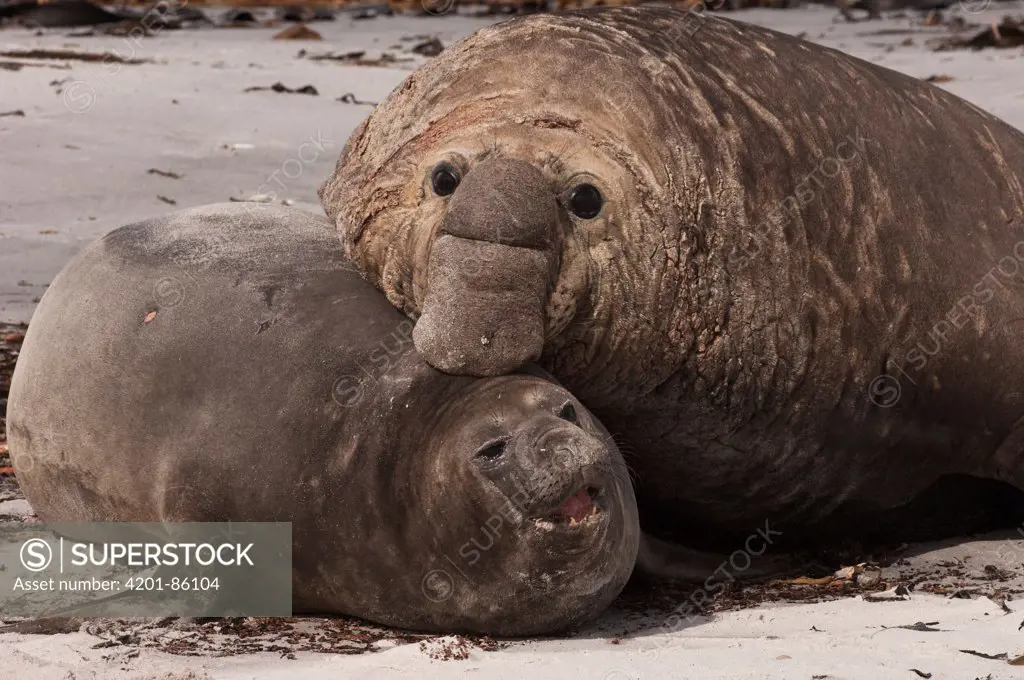 Southern Elephant Seal (Mirounga leonina) male attempting to mate with female, Sea Lion Island, Falkland Islands