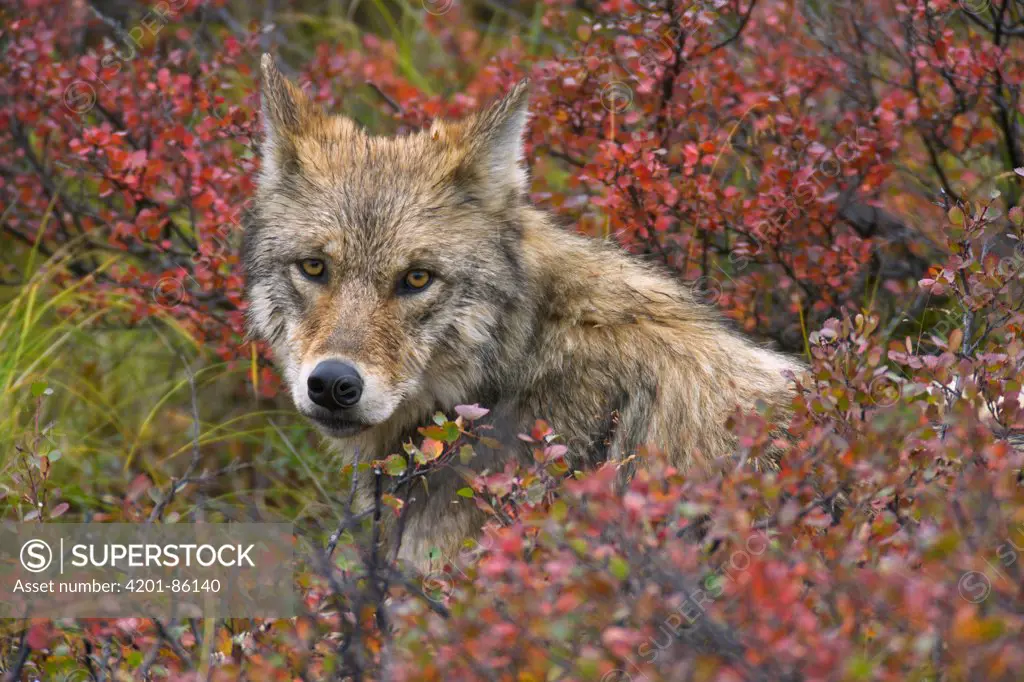 Gray Wolf (Canis lupus) sub-adult resting in autumn tundra, Denali National Park, Alaska