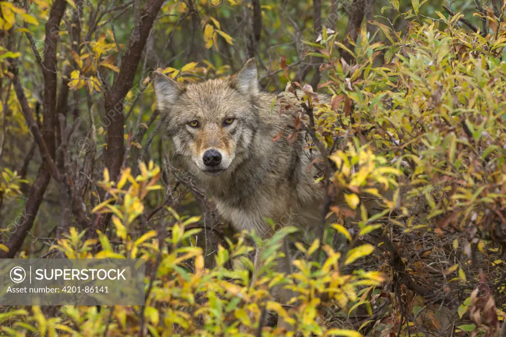 Gray Wolf (Canis lupus) sub-adult amid willows, Denali National Park, Alaska