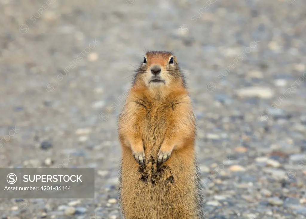 Arctic Ground Squirrel (Spermophilus parryii) standing on road, Dalton Highway, Alaska