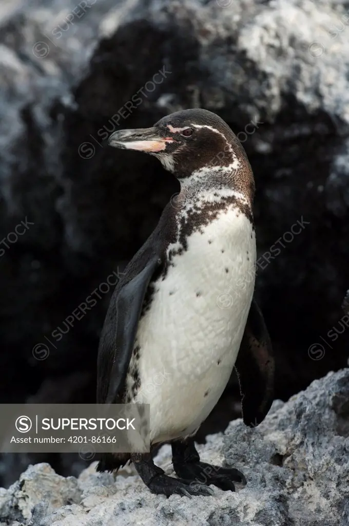 Galapagos Penguin (Spheniscus mendiculus), Isabella Island, Galapagos Islands, Ecuador