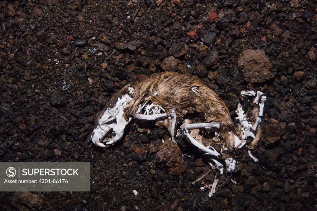 Black Rat (Rattus rattus) skeleton, Isabella Island, Galapagos Islands, Ecuador