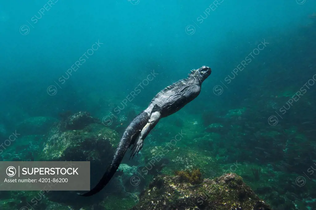 Marine Iguana (Amblyrhynchus cristatus) swimming underwater, Cape Douglas, Fernandina Island, Galapagos Islands, Ecuador
