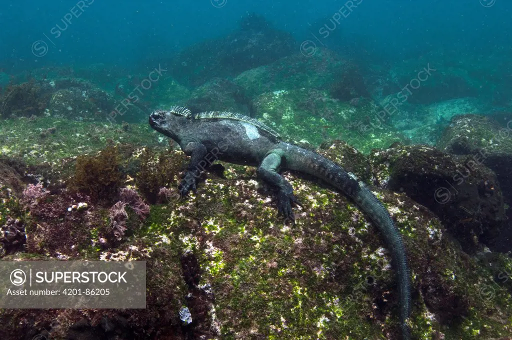 Marine Iguana (Amblyrhynchus cristatus) underwater, Cape Douglas, Fernandina Island, Galapagos Islands, Ecuador