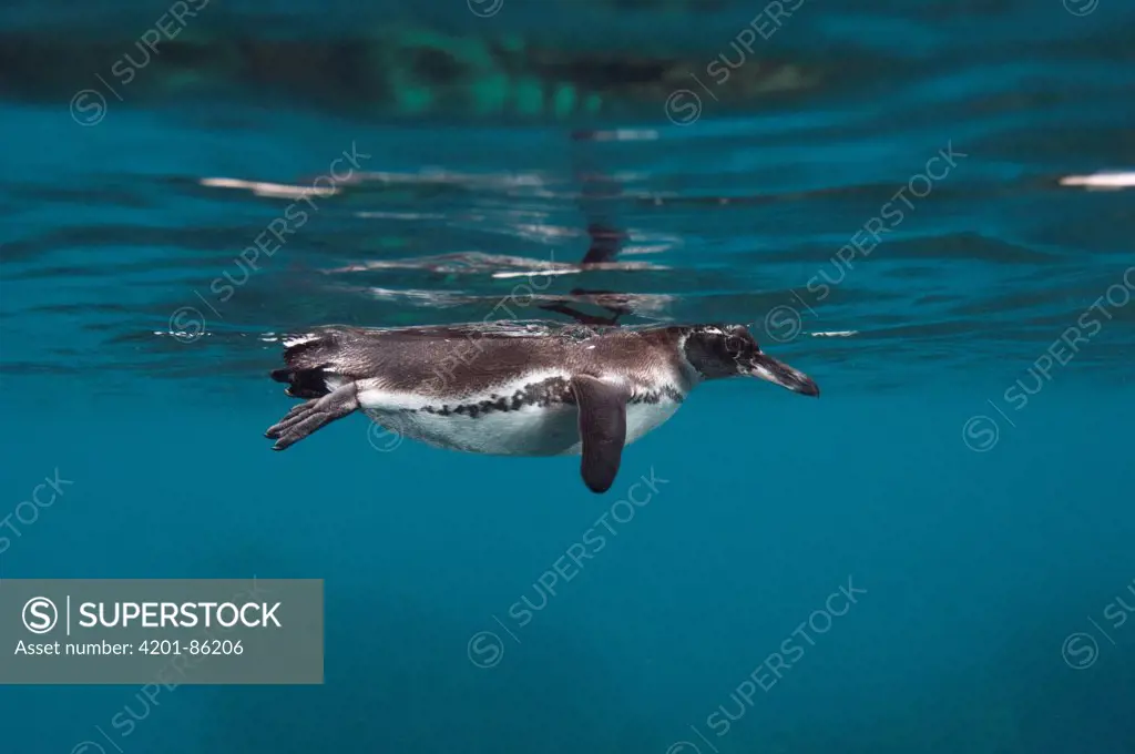 Galapagos Penguin (Spheniscus mendiculus) swimming, Bartolome Island, Galapagos Islands, Ecuador