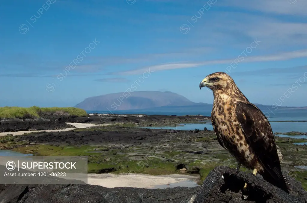 Galapagos Hawk (Buteo galapagoensis), Wolf Volcano, Isabella Island, Galapagos Islands, Ecuador
