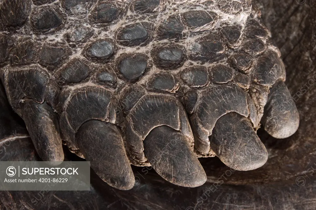 Saddleback Galapagos Tortoise (Geochelone nigra hoodensis) foot, Wolf Volcano, Isabella Island, Galapagos Islands, Ecuador