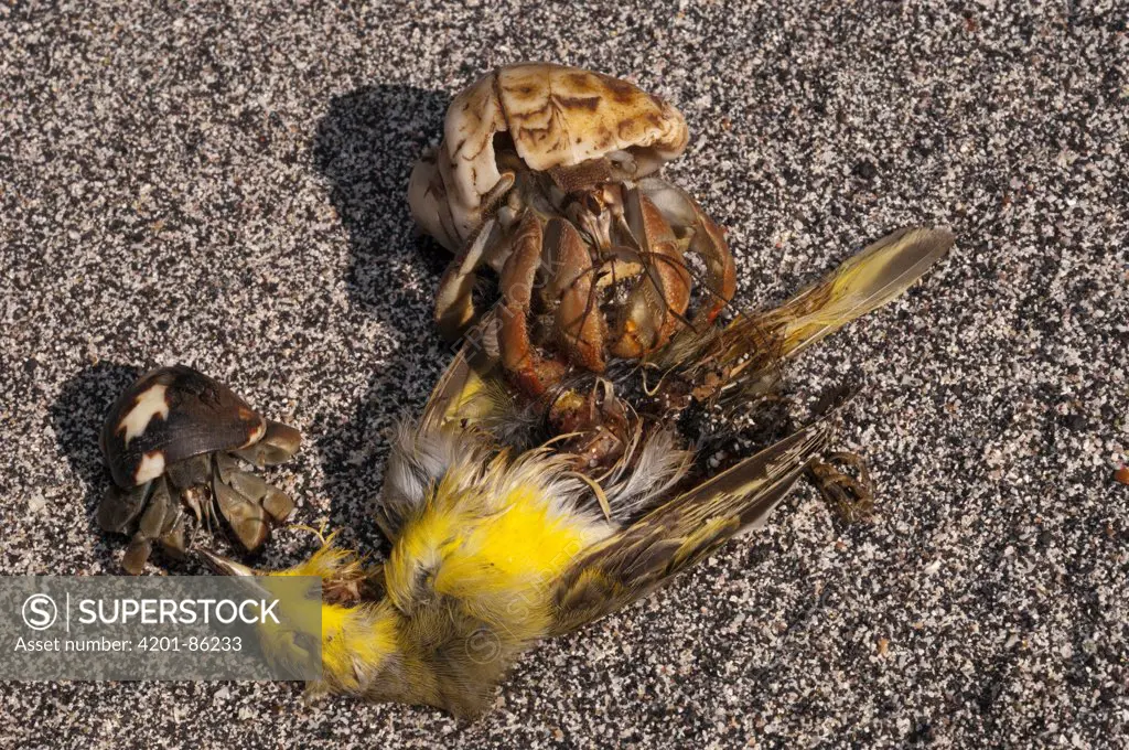 Hermit Crab (Coenobita compressus) pair feeding on Yellow Warbler (Dendroica petechia) carcass, base of Wolf Volcano, Isabella Island, Galapagos Islands, Ecuador