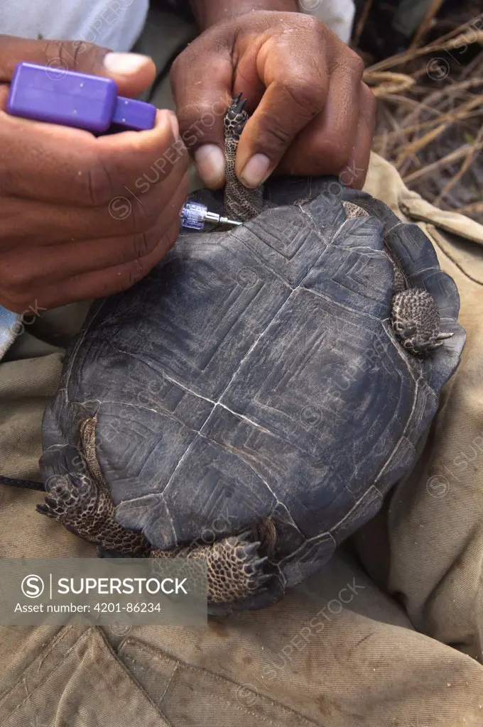 Galapagos Giant Tortoise (Geochelone nigra) young being injected with PIT tag, Wolf Volcano, Isabella Island, Galapagos Islands, Ecuador