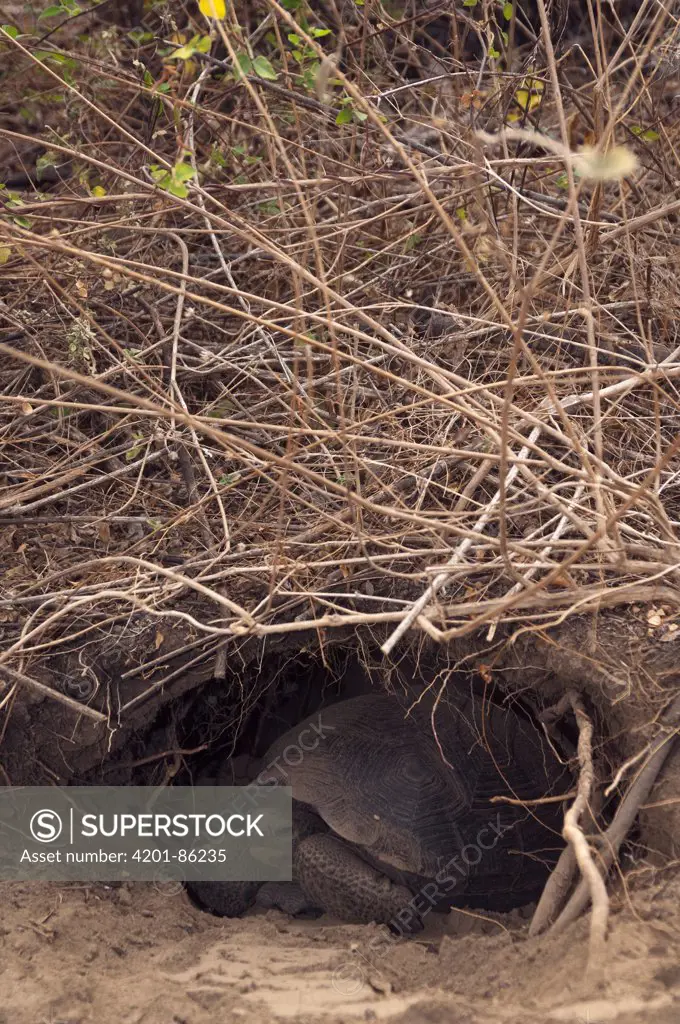 Galapagos Giant Tortoise (Geochelone nigra) baby in burrow, Wolf Volcano, Isabella Island, Galapagos Islands, Ecuador