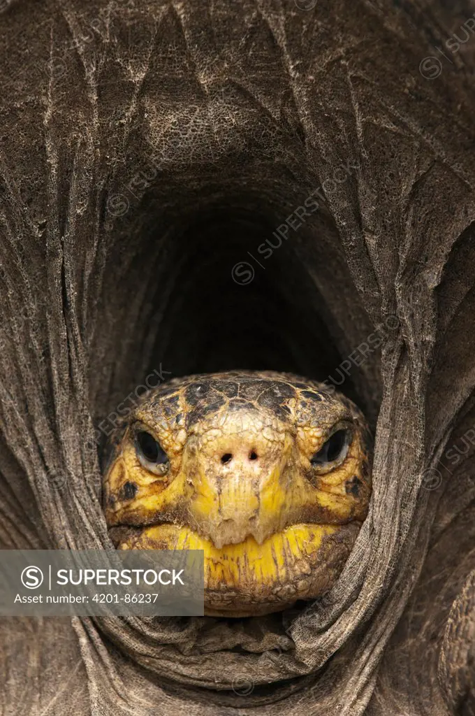 Saddleback Galapagos Tortoise (Geochelone nigra hoodensis) retracted in shell, base of Sierra Negra, Isabella Island, Galapagos Islands, Ecuador