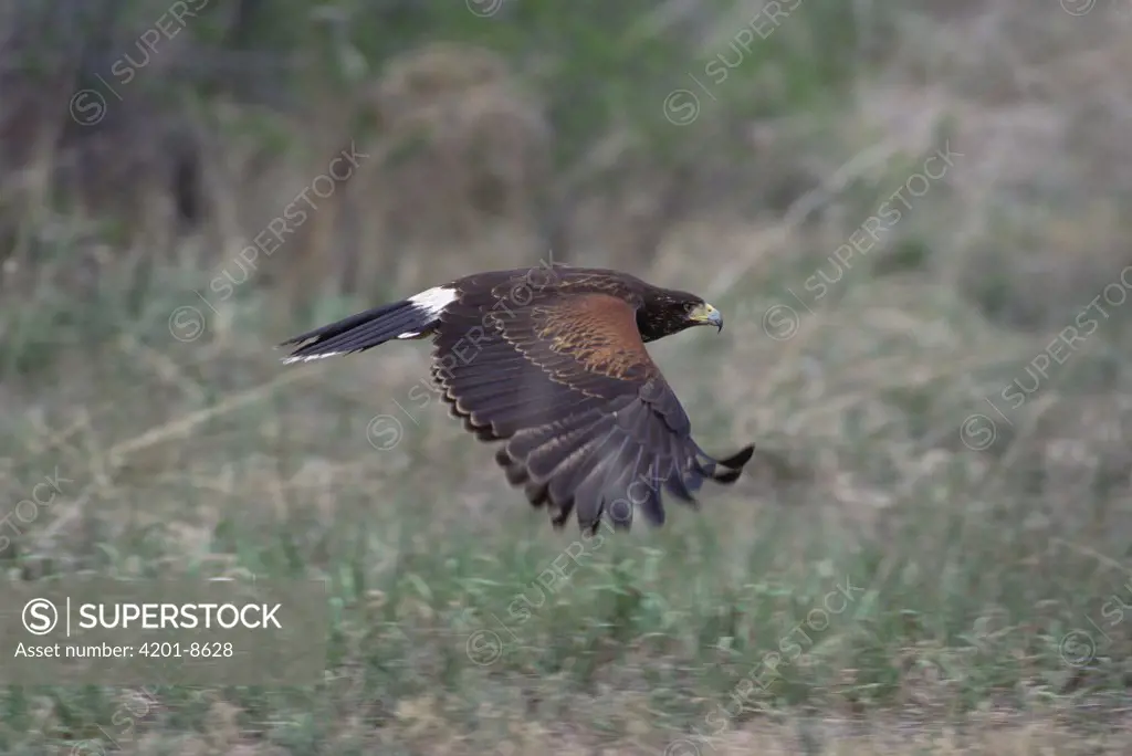 Harris' Hawk (Parabuteo unicinctus) flying, South America