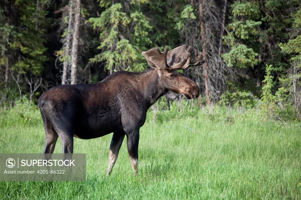 Moose (Alces americanus) sub-adult bull in velvet, British Columbia, Canada