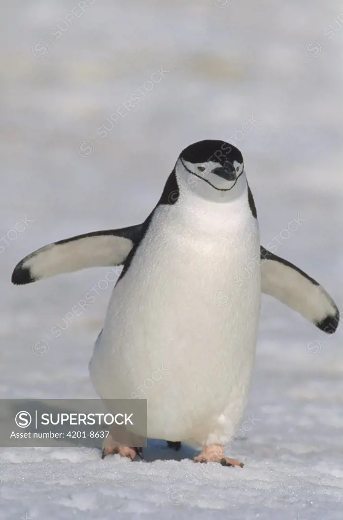 Chinstrap Penguin (Pygoscelis antarctica) walking towards camera, Antarctica