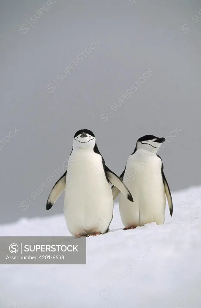 Chinstrap Penguin (Pygoscelis antarctica) pair, Antarctica