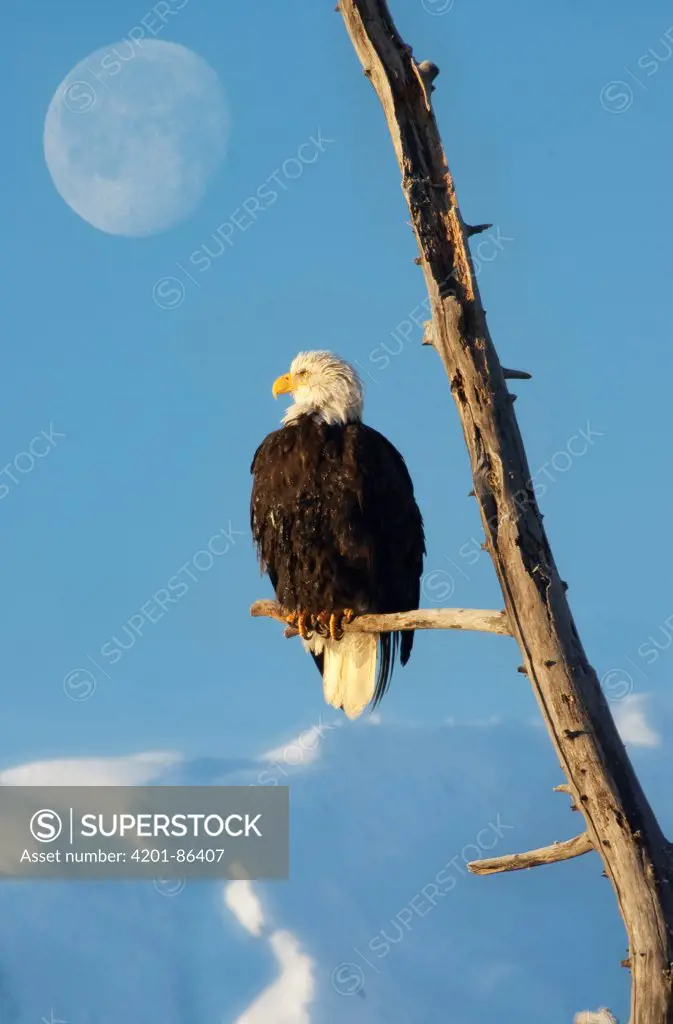 Bald Eagle (Haliaeetus leucocephalus) and moon, Haines, Alaska
