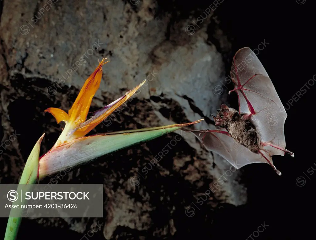 Geoffroy's Tailless Bat (Anoura geoffroyi) sipping nectar from Bird-of-paradise flower (Strelitzia sp.)