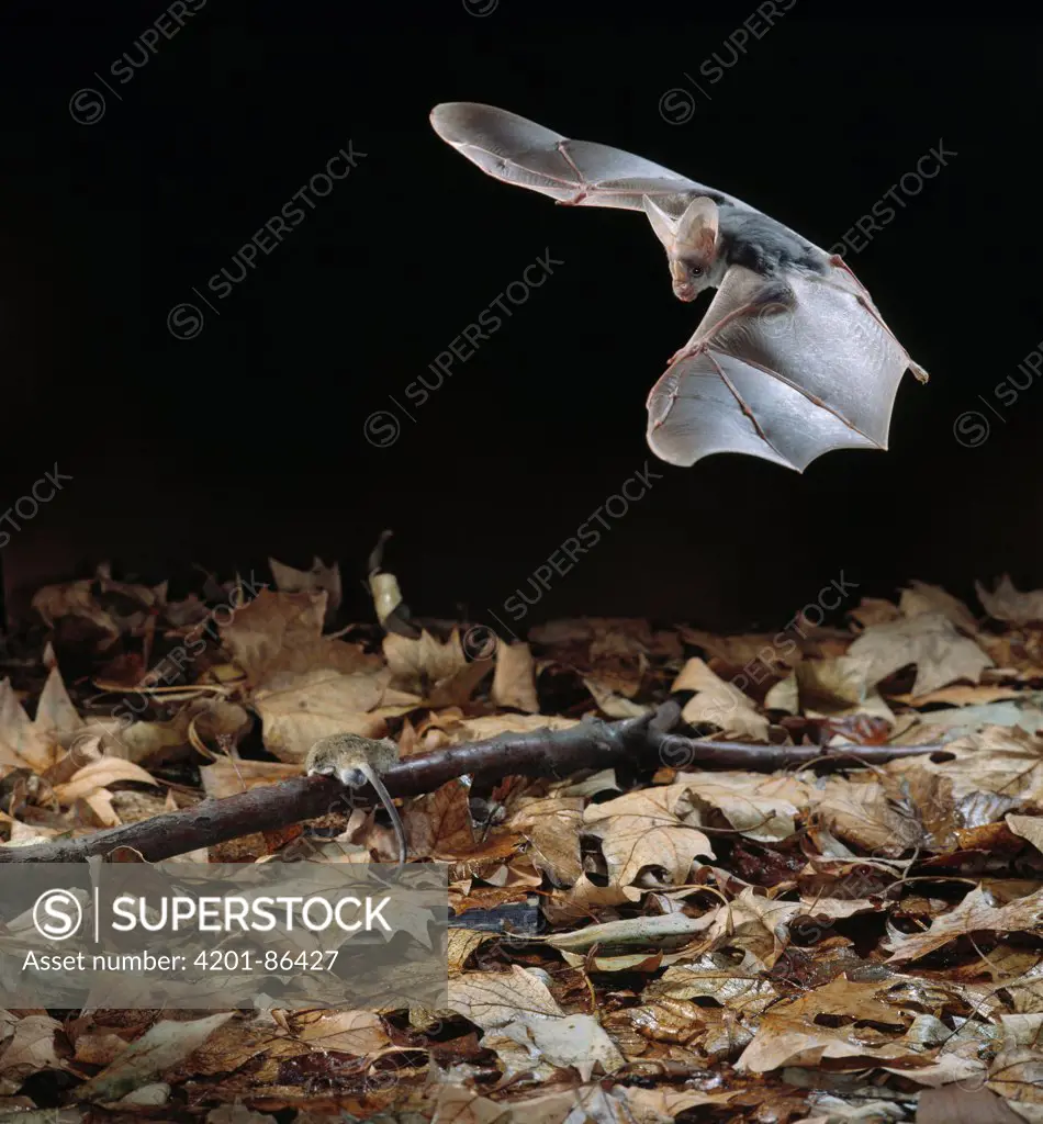 False Vampire Bat (Megaderma lyra) predating on mouse