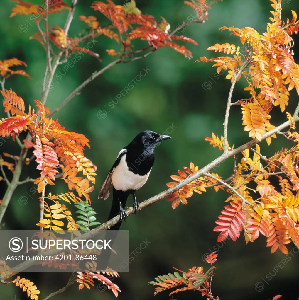 Black-billed Magpie (Pica pica) in tree in autumn