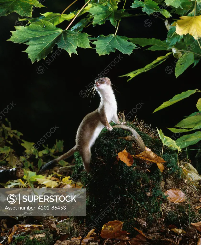 Short-tailed Weasel (Mustela erminea)