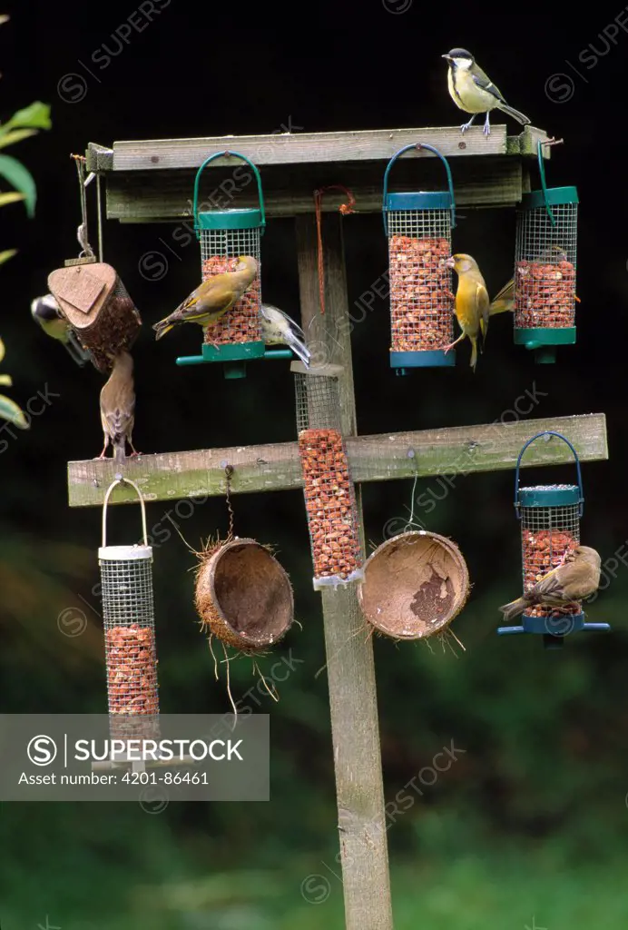 European Greenfinch (Carduelis chloris), Blue Tits (Parus caeruleus), and Great Tits (Parus major) on feeder, Sussex, England