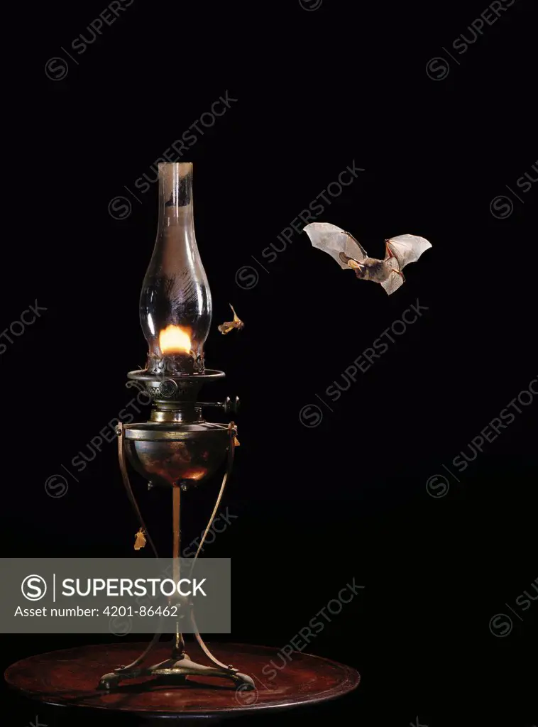 Brown Big-eared Bat (Plecotus auritus) chasing moths attracted to oil lamp flame