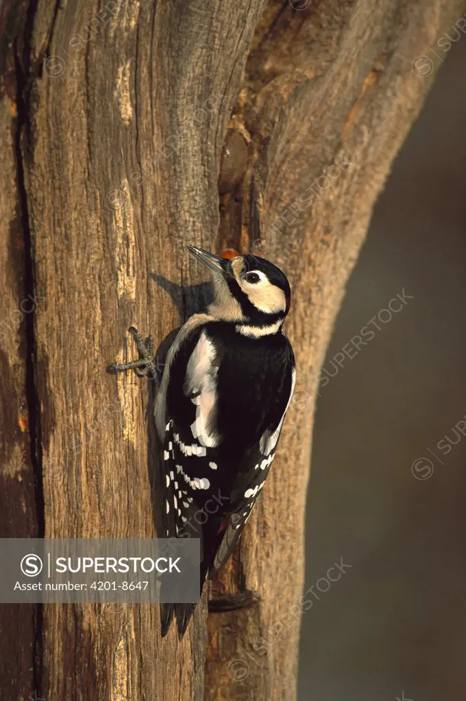 Great Spotted Woodpecker (Dendrocopos major) on tree trunk, Germany