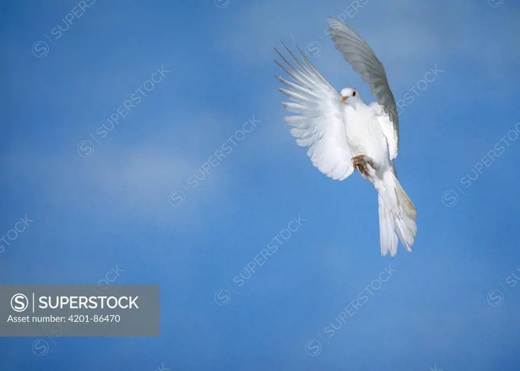 Barbary Dove (Streptopelia risoria) flying