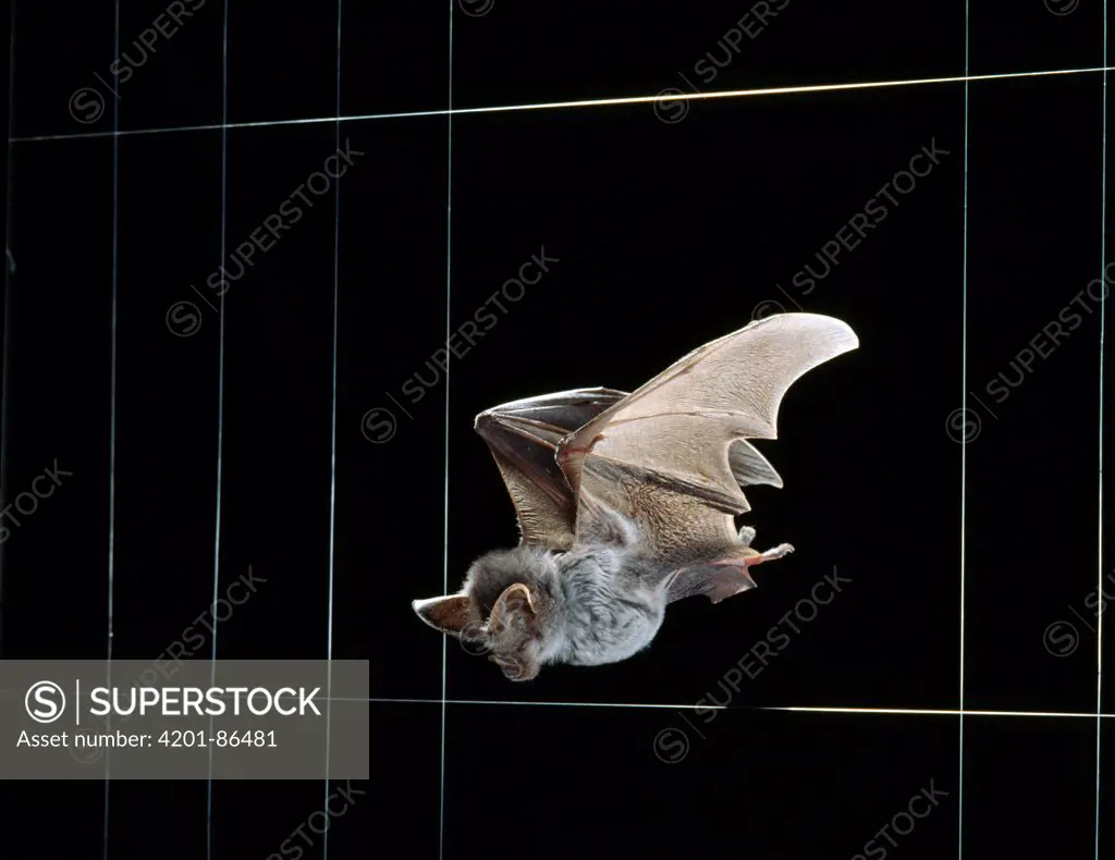 False Vampire Bat (Megaderma lyra) avoiding wires by echolocation