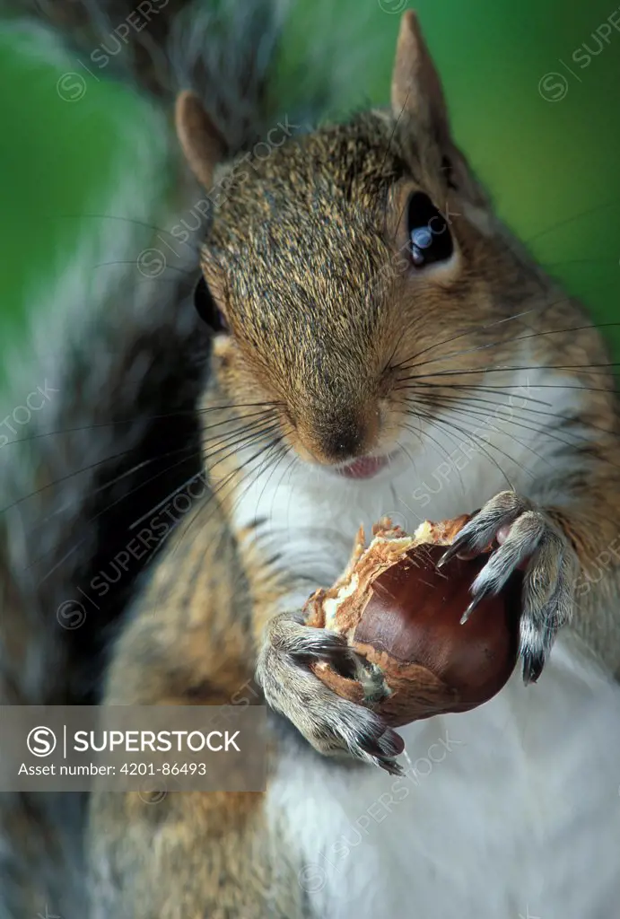 Eastern Gray Squirrel (Sciurus carolinensis) eating sweet chestnut