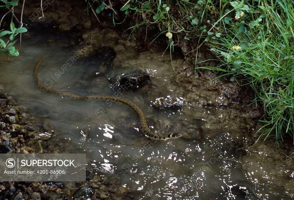 Grass Snake (Natrix natrix) swimming in shallow stream