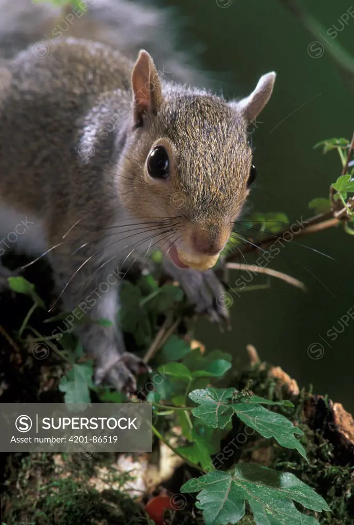 Eastern Gray Squirrel (Sciurus carolinensis)