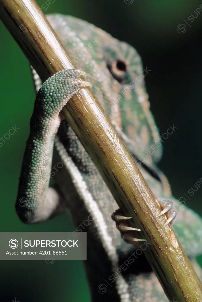 Jeweled Chameleon (Furcifer lateralis) feet