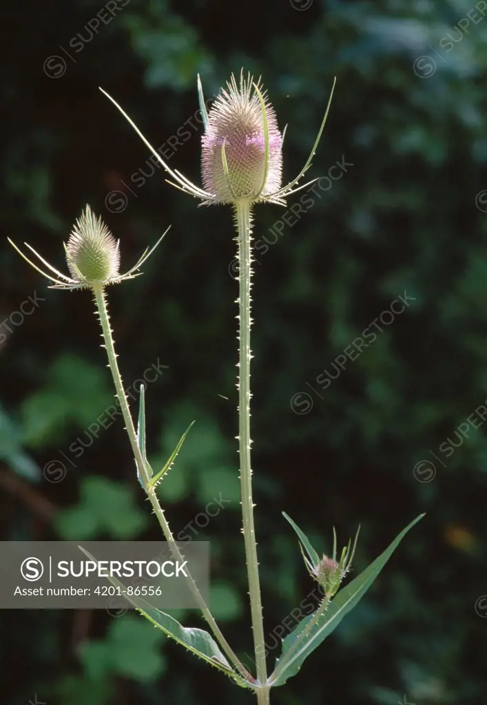 Fuller's Teasel (Dipsacus fullonum) flowering, southern France