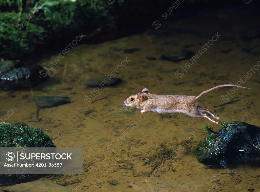 Wood Mouse (Apodemus sylvaticus) leaping between rocks in stream