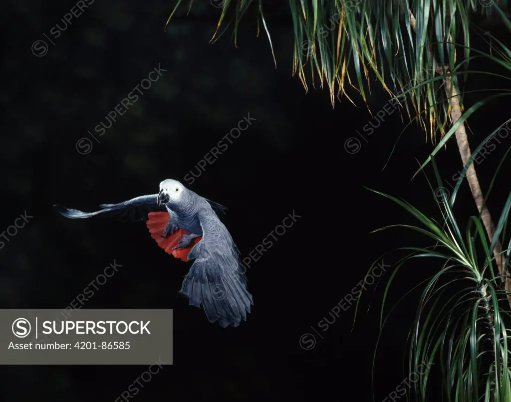African Grey Parrot (Psittacus erithacus) flying