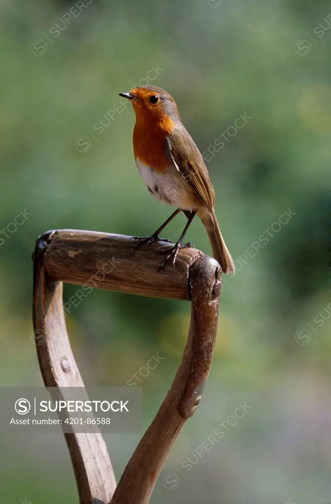 European Robin (Erithacus rubecula) on spade handle