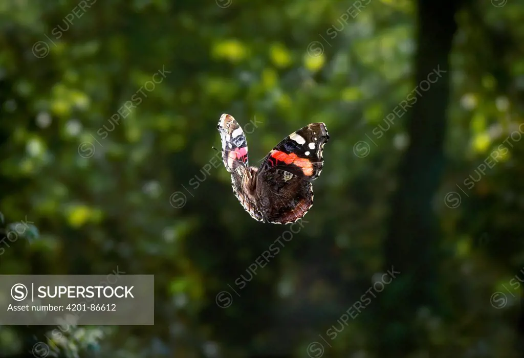 Red Admiral (Vanessa atalanta) butterfly flying, Sussex, England
