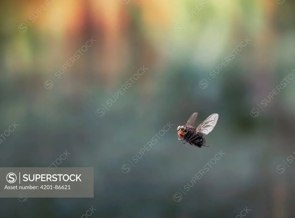 Blue Bottle Fly (Calliphora sp) flying, Sussex, England