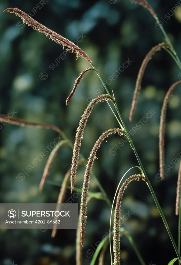 Pendulous Sedge (Carex pendula) inflorescences