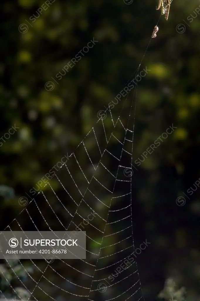 Feather-legged Spider (Hyptiotes paradoxus) holding web line which it uses to trigger its web to collapse around prey, England