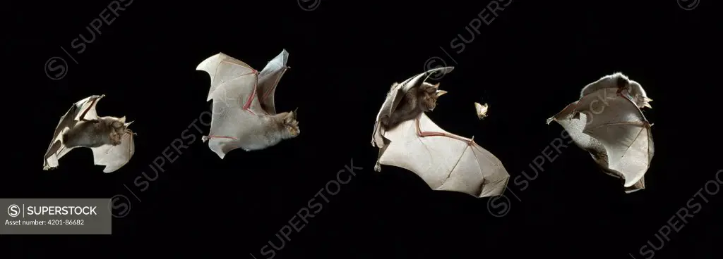 Greater Horseshoe Bat (Rhinolophus ferrumequinum) catching moth, multiple exposures