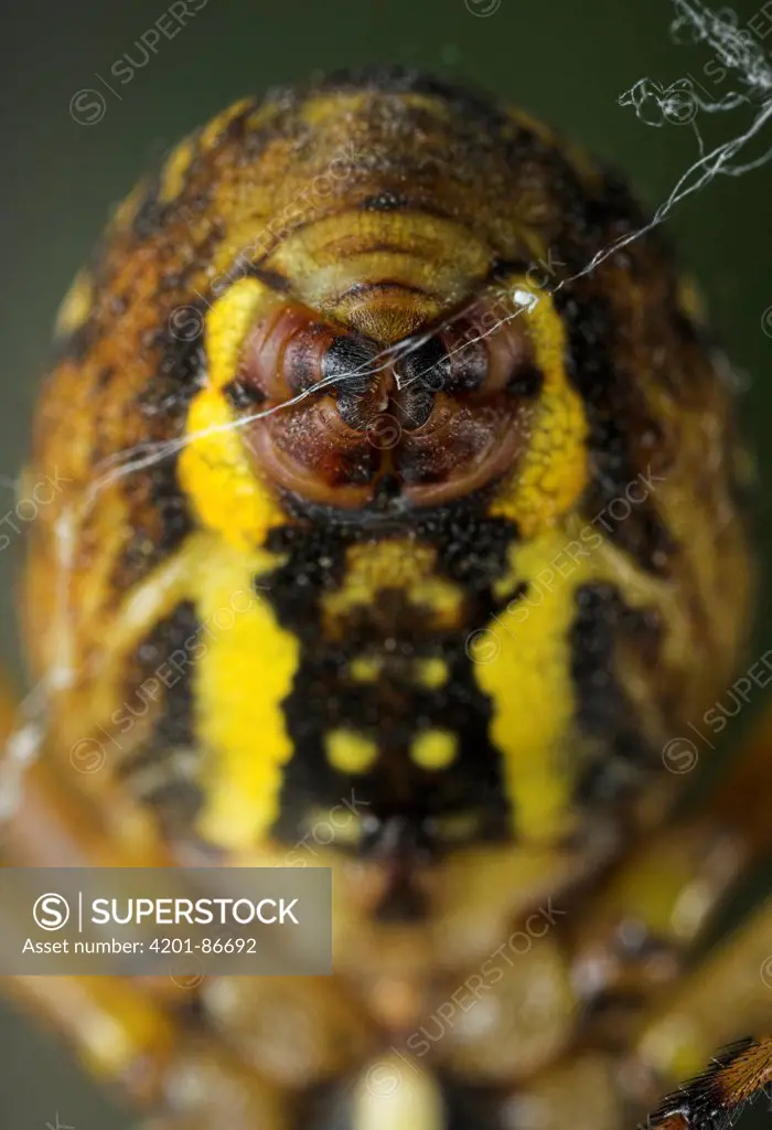 Wasp Spider (Argiope bruennichi) spinnerets spinning silk, Sussex, England