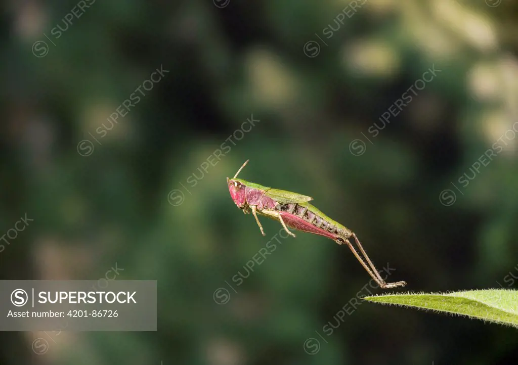 Grasshopper (Chorthippus sp) jumping